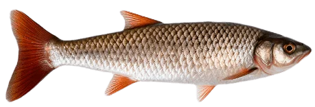Голавль